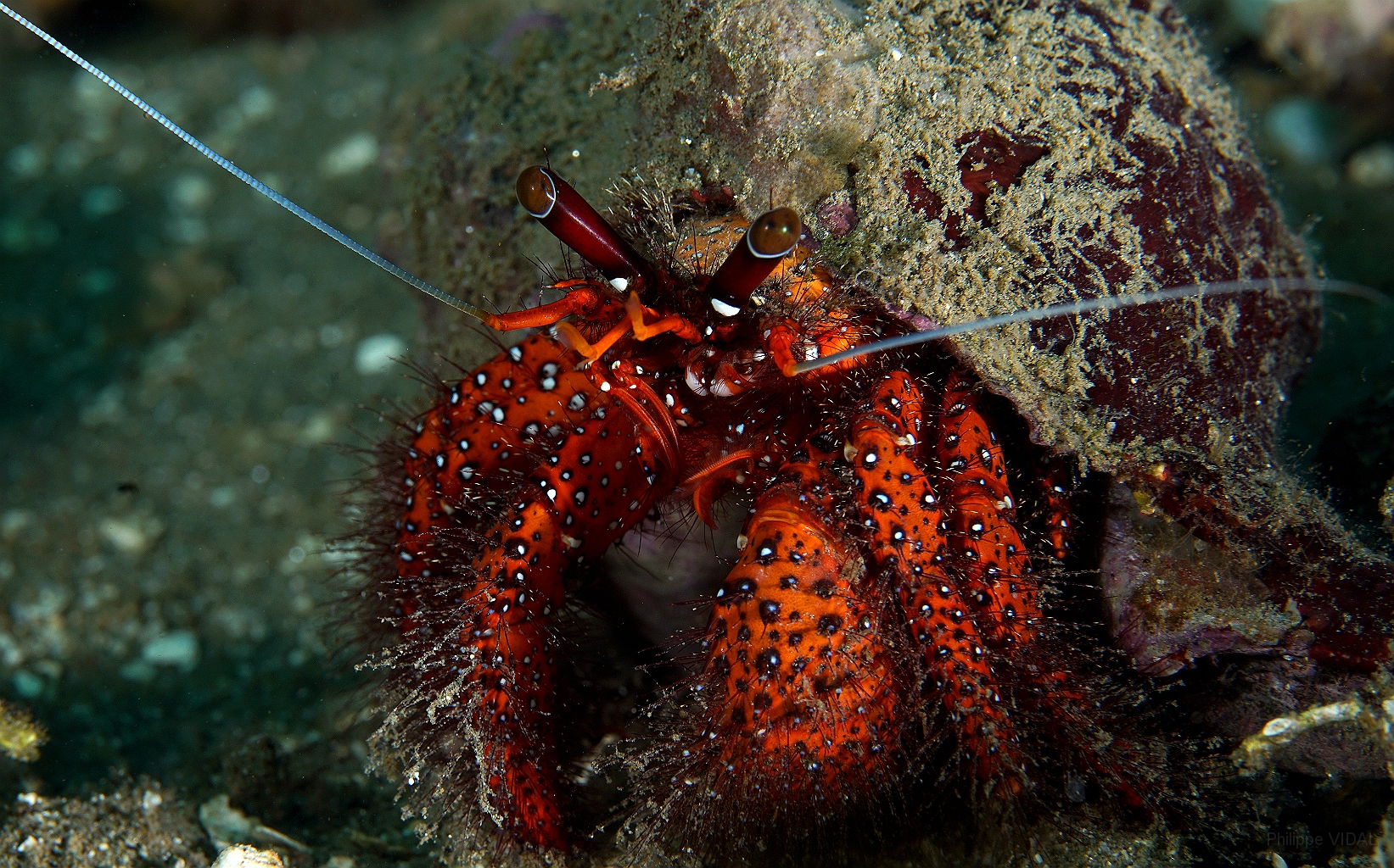 Banda Sea 2018 - DSC05568_rc - White spotted hermit crab - Bernard l ermite a points blancs - Dardanus megisto.jpg